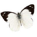 yrityksen logo